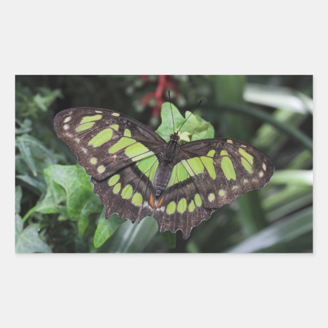 Sticker Rectangulaire Stelènes de Siproeta (Devant)