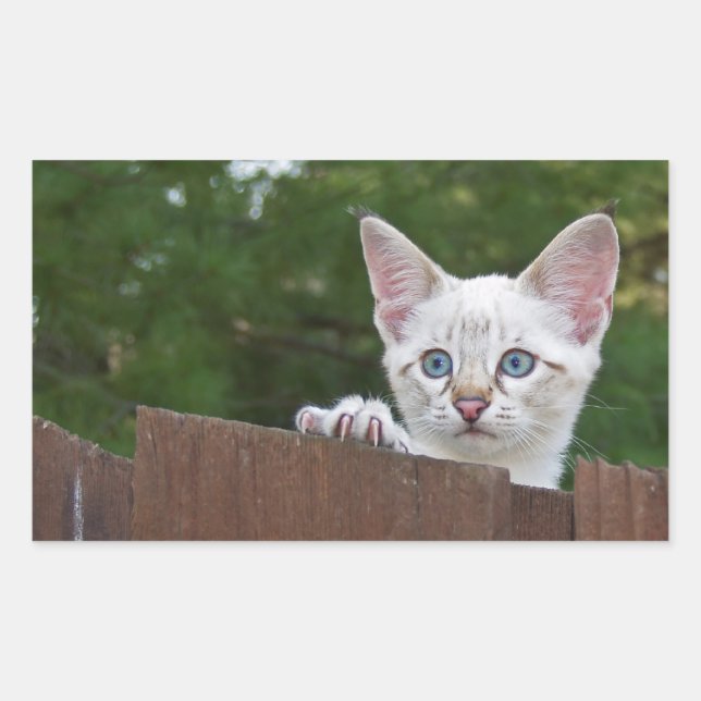 Sticker Rectangulaire Sticule rectangle de chat Savannah blanc (Devant)