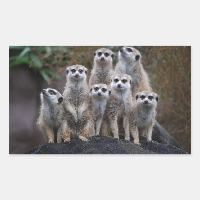 Sticker Rectangulaire Suricate Animal Safari Afrique Mignon (Devant)