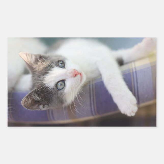 Sticker Rectangulaire Sweet Kitty Dans Lit Plaid (Devant)