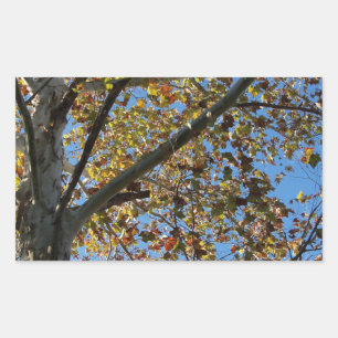 Sticker Rectangulaire Sycamore en automne contre un ciel bleu