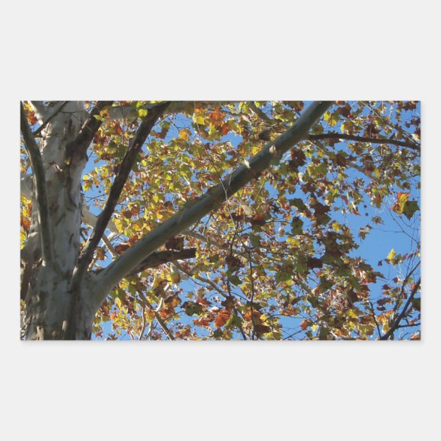 Sticker Rectangulaire Sycamore en automne contre un ciel bleu (Devant)