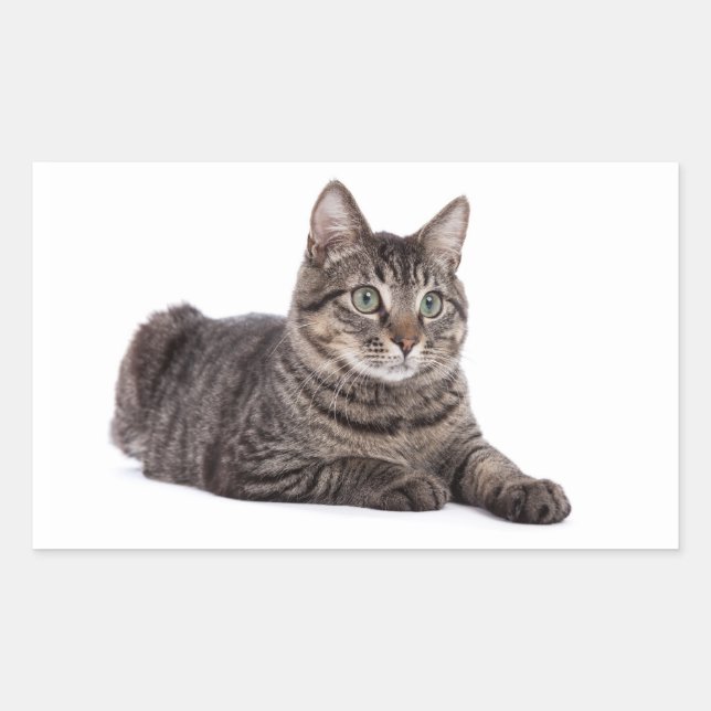Sticker Rectangulaire Tabby Gris (Devant)
