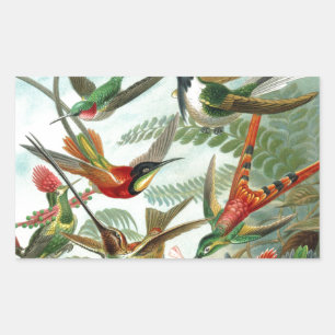 Sticker Rectangulaire tableau classique de la faune des oiseaux colibris