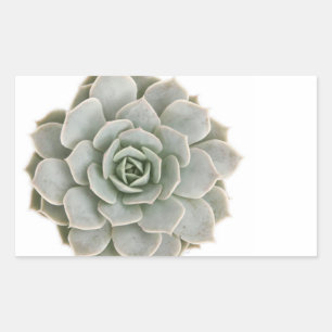 Sticker Rectangulaire Tampon de potage Succulent