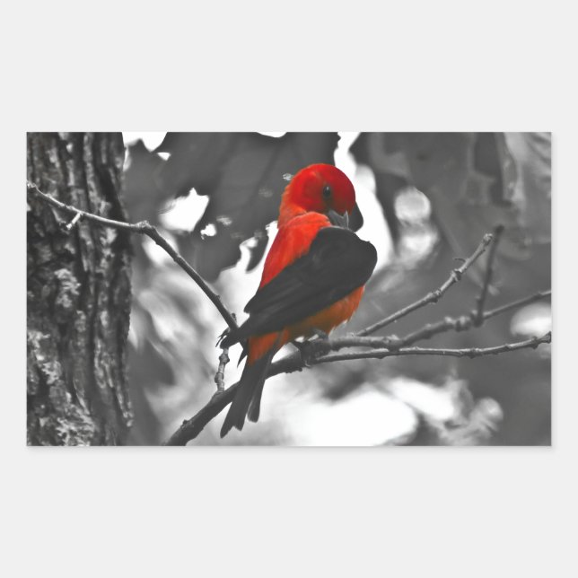 Sticker Rectangulaire Tangara écarlate mâle (Devant)