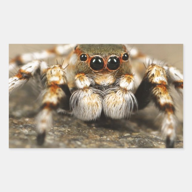 Sticker Rectangulaire Tarantula Jumping Bird Spider fantastiques accesso (Devant)