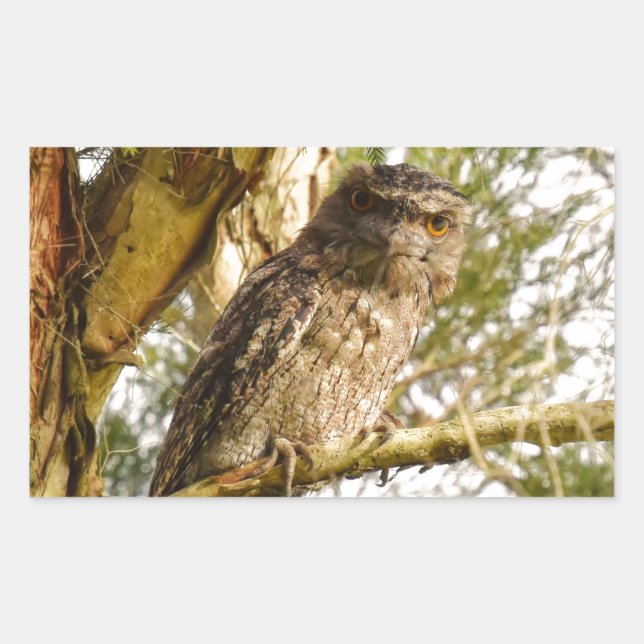 STICKER RECTANGULAIRE TAWNY FROGMOUTH QUEENSLAND AUSTRALIE (Devant)