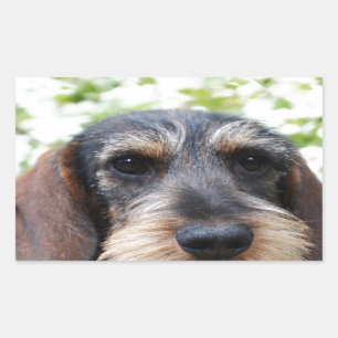 Sticker Rectangulaire Teckel d'une chevelure de fil miniature