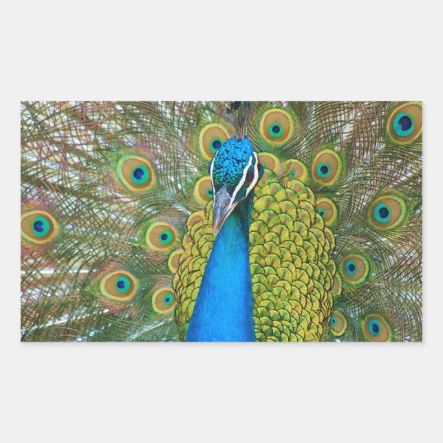 Sticker Rectangulaire Tête bleue Peacock avec et des plumes de queue col (Devant)