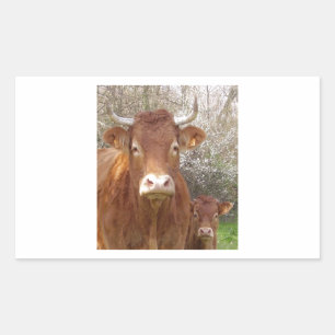Sticker Rectangulaire The cow and his calf - La vache et son veau