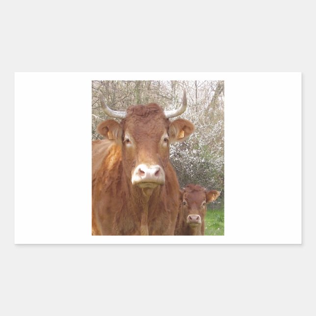 Sticker Rectangulaire The cow and his calf - La vache et son veau (Devant)