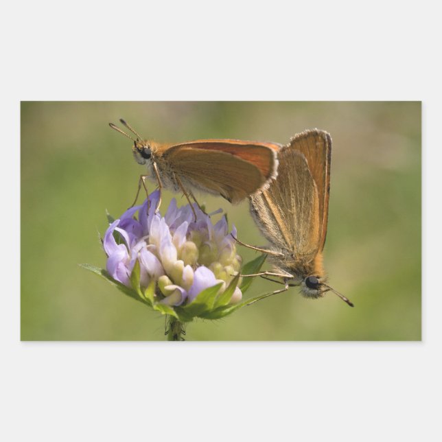 Sticker Rectangulaire Thymelicus lineola (Devant)