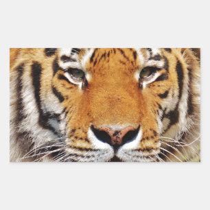 Sticker Rectangulaire Tigre