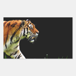 Sticker Rectangulaire Tigre approchant - Oeuvres d'art d'animaux sauvage