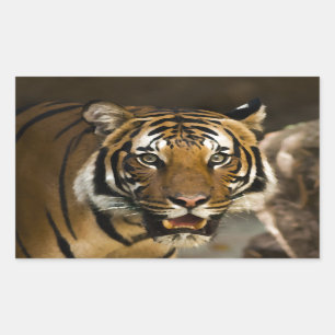 Sticker Rectangulaire Tigre de Sibérie