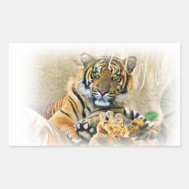 Sticker Rectangulaire Tigre, Recherche_ (Devant)