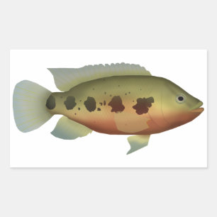 Sticker Rectangulaire Tilapia tacheté