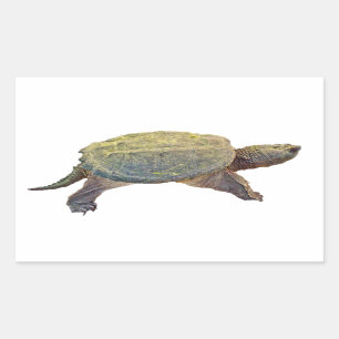 Sticker Rectangulaire Tortue commune - Chelydra serpentina
