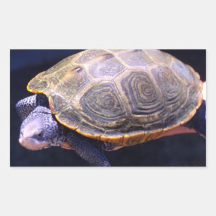 Sticker Rectangulaire Tortue Diamondback