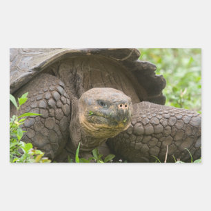 Sticker Rectangulaire Tortue géante