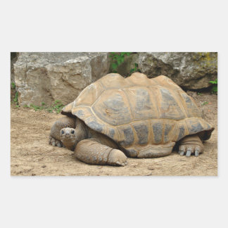 Sticker Rectangulaire Tortue souriante 