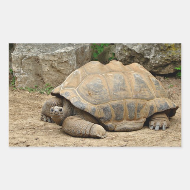 Sticker Rectangulaire Tortue souriante  (Devant)