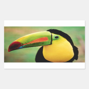 Sticker Rectangulaire Toucan Bird Wild Nature Photographie colorée