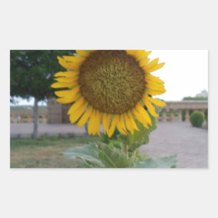 Sticker Rectangulaire Tournesol