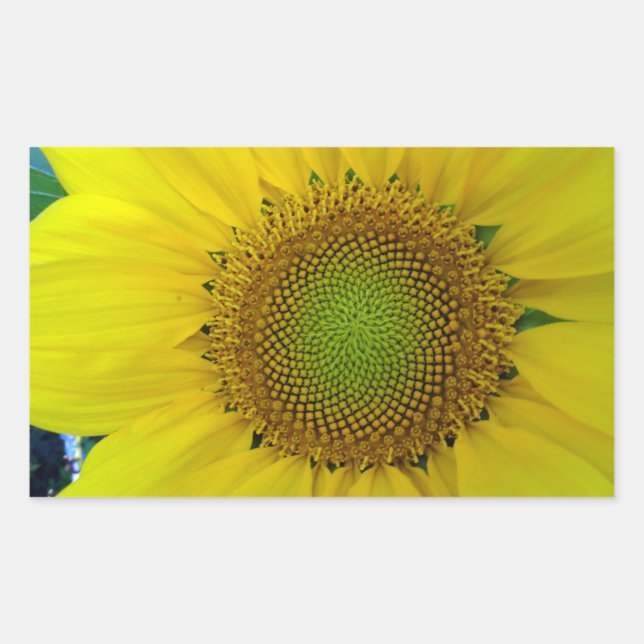 Sticker Rectangulaire Tournesol et graines, Spirale, Ratio doré (Devant)