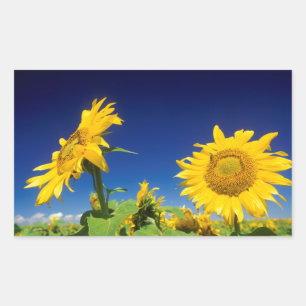 Sticker Rectangulaire Tournesols (Helianthus Annuus), Près De Senekal