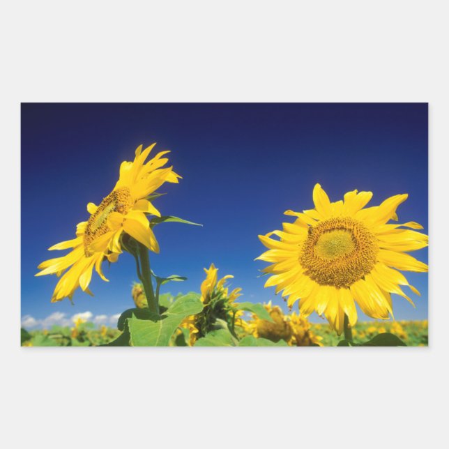Sticker Rectangulaire Tournesols (Helianthus Annuus), Près De Senekal (Devant)