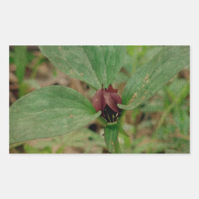 Sticker Rectangulaire Trillium Flower (Devant)