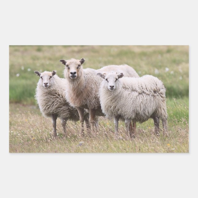 Sticker Rectangulaire Trio de moutons en Islande (Devant)
