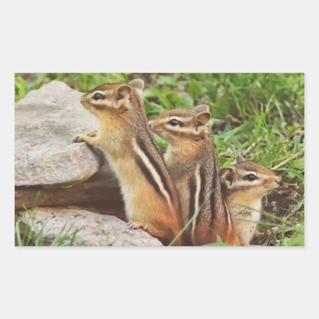 Sticker Rectangulaire Trois Chipmunks pour bébés (Devant)