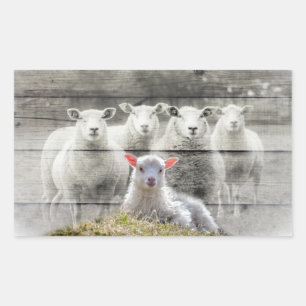 Sticker Rectangulaire Troupeau de moutons agneau bébé