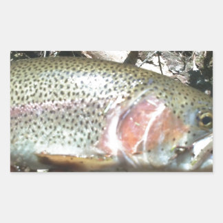 Sticker Rectangulaire Truite arc-en-ciel