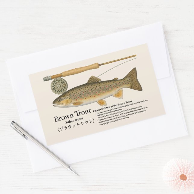 Sticker Rectangulaire Truite brune (Salmo trutta) – Illust anglais (Enveloppe)