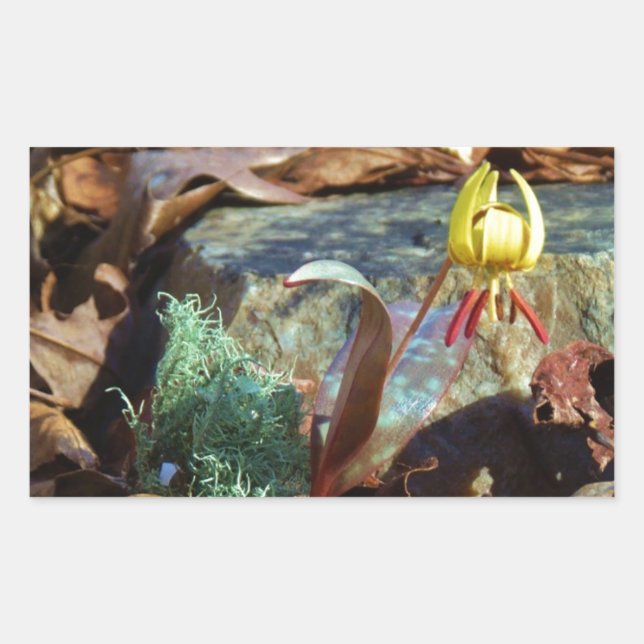 Sticker Rectangulaire Truite jaune et prune Lily et Coquille d'escargot (Devant)