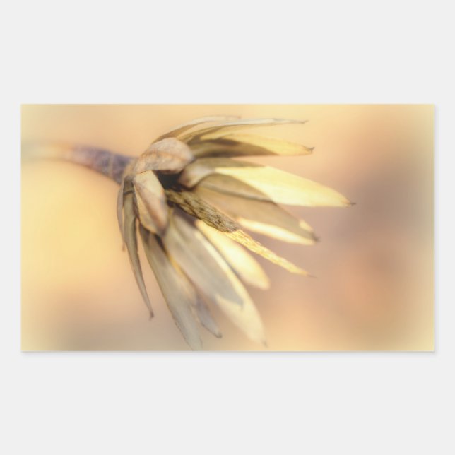 Sticker Rectangulaire Tulip Poplar Graine vide Pod (Devant)