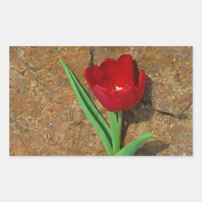 Sticker Rectangulaire Tulipe jaune et rouge (Devant)
