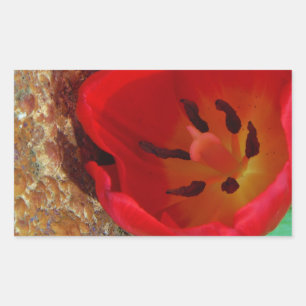 Sticker Rectangulaire Tulipe jaune printemps et rouge