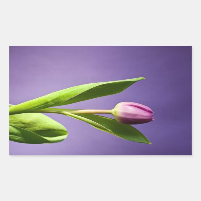 Sticker Rectangulaire Tulipe pourpre (Devant)