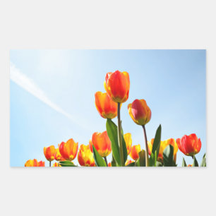 Sticker Rectangulaire Tulipes orange et rouge du dessous
