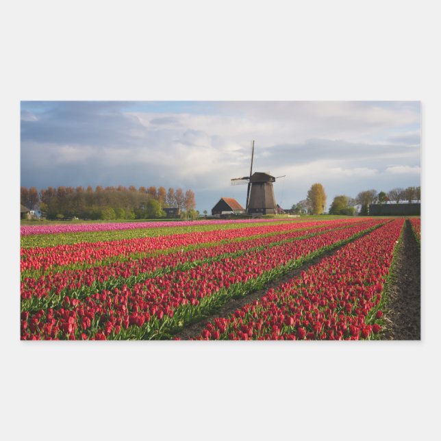 Sticker Rectangulaire Tulipes rouges et un moulin à vent (Devant)