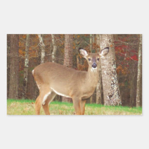 Sticker Rectangulaire Un cerf de rêve de chasseur