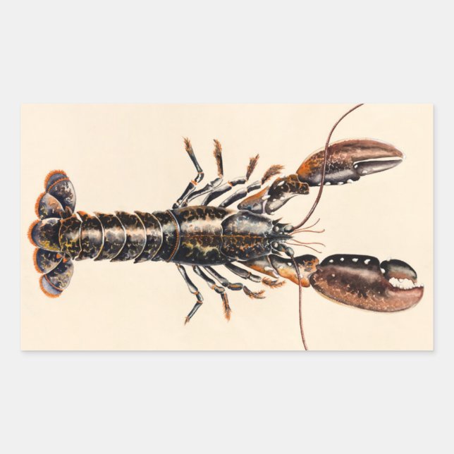 Sticker Rectangulaire Un homard de Solva (Devant)