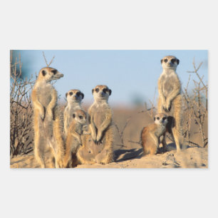 Sticker Rectangulaire Une famille de suricates se chauffant au soleil à