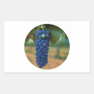 Sticker Rectangulaire Une grappe de raisins frais violets