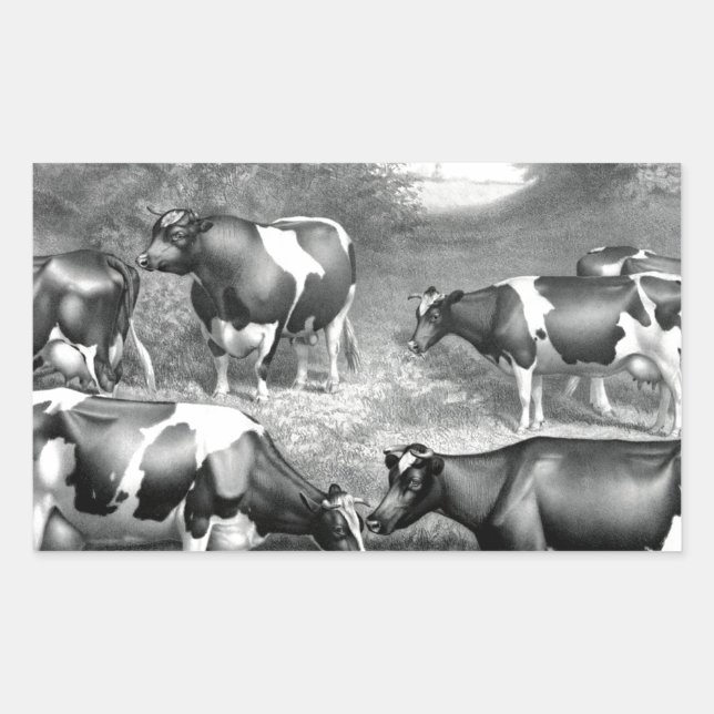 Sticker Rectangulaire Vaches libres Holstein vaches frey (Devant)